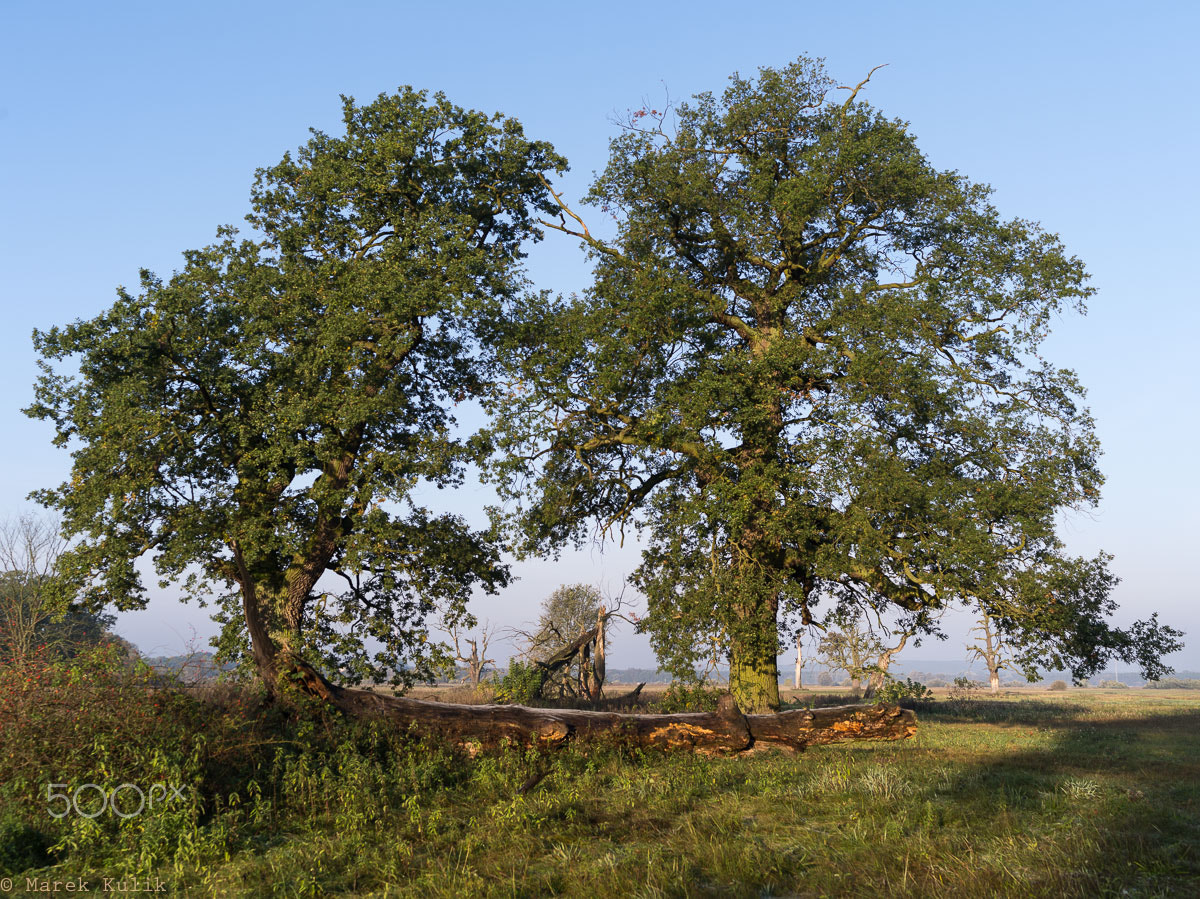 smc PENTAX-FA 645 45-85mm F4.5 sample photo. Rogalin photography