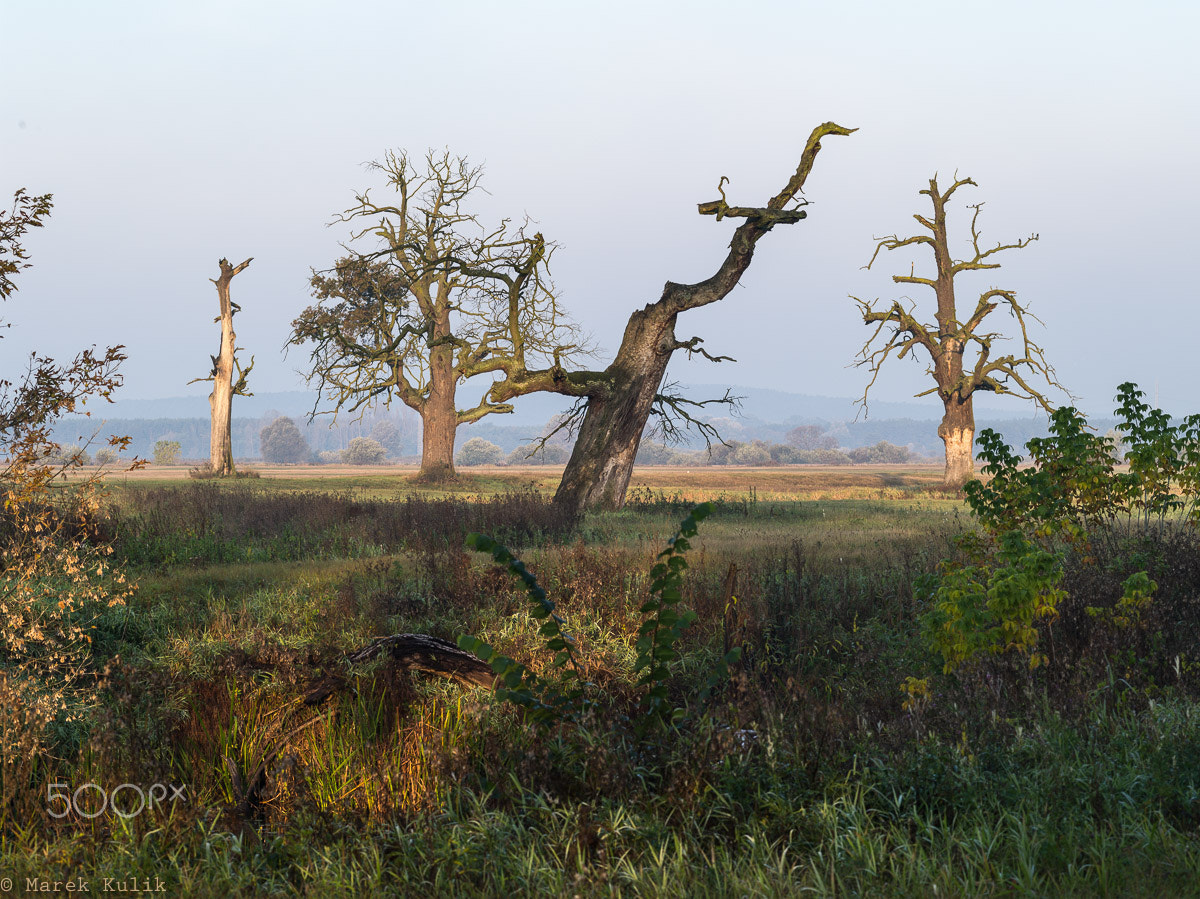 Pentax 645D sample photo. Rogalin photography