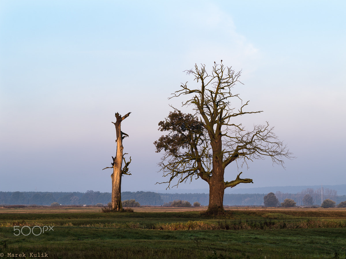 Pentax 645D sample photo. Rogalin photography