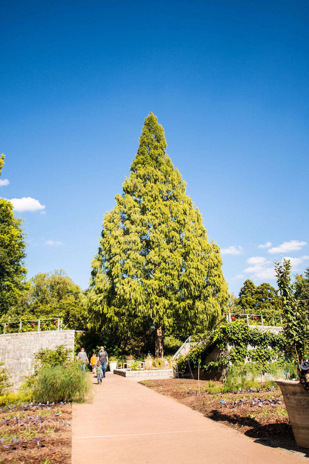 Nikon D610 + Sigma 10-20mm F3.5 EX DC HSM sample photo. The big tree photography