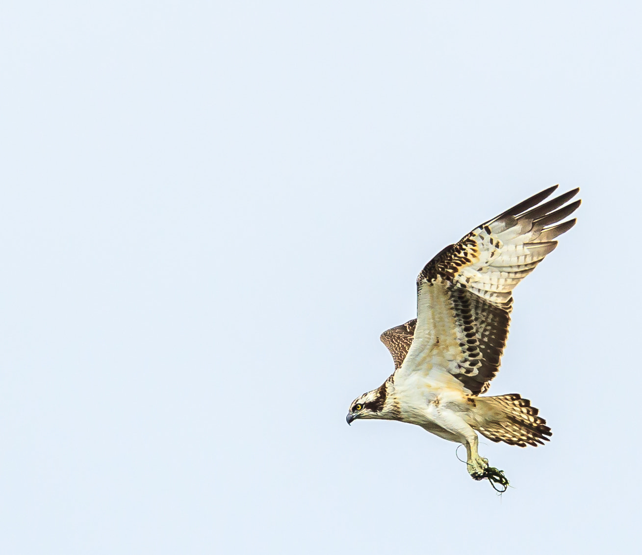 Canon EF 500mm F4L IS USM sample photo. Osprey on the hunt photography