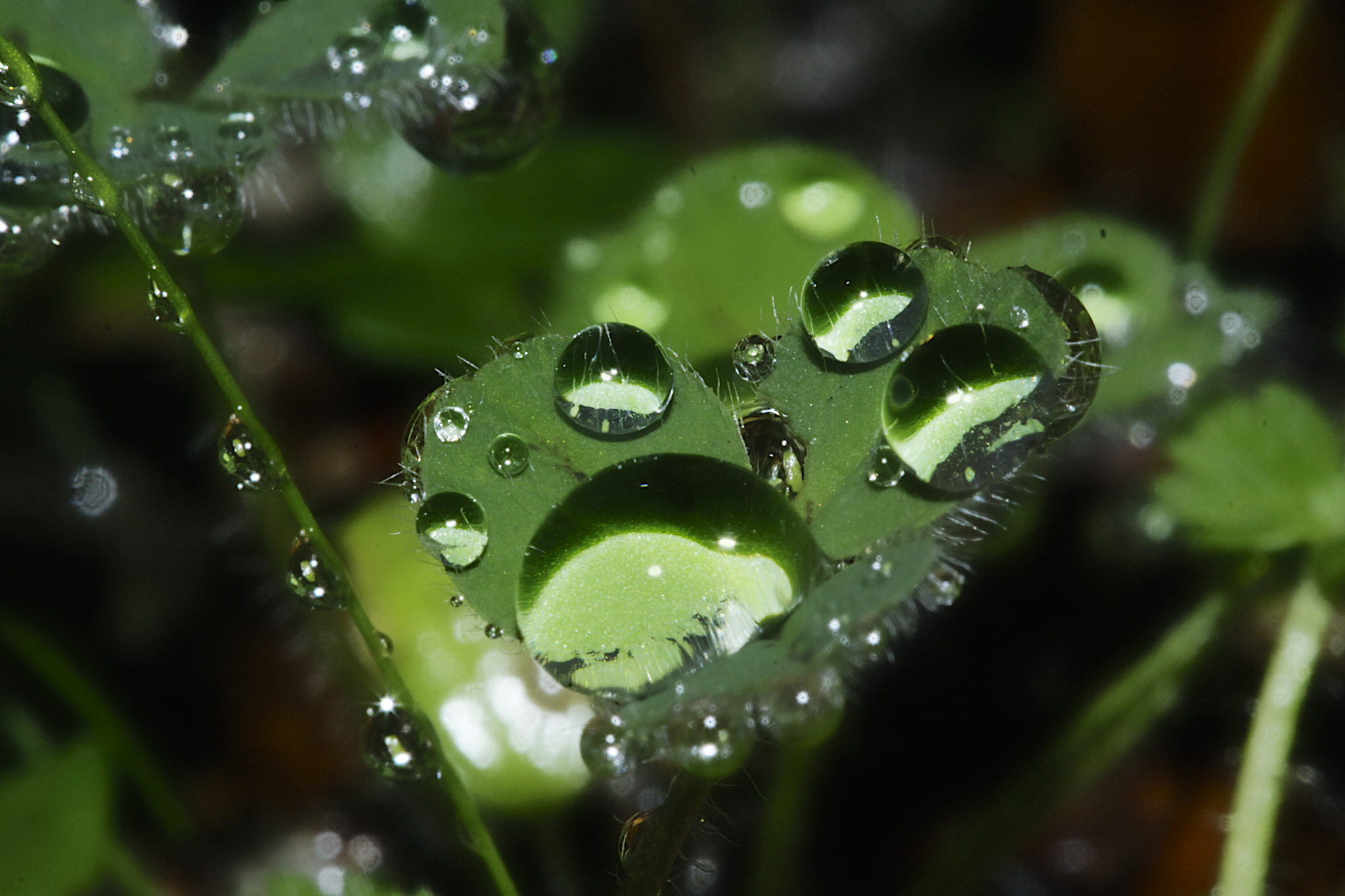 Canon EF 100mm F2.8 Macro USM sample photo. Cbeaeefbfebc ebecbbdecedbdf photography
