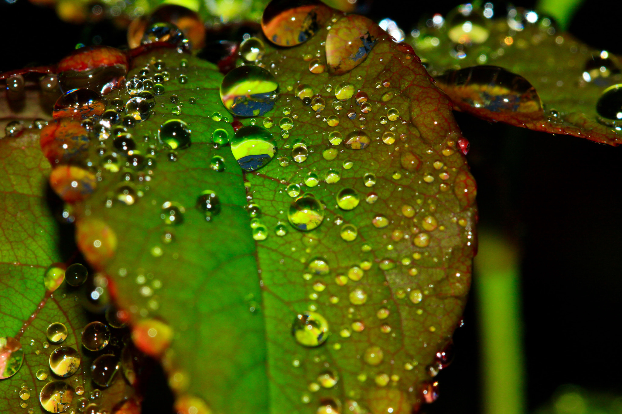 Canon EF 100mm F2.8 Macro USM sample photo. Img photography