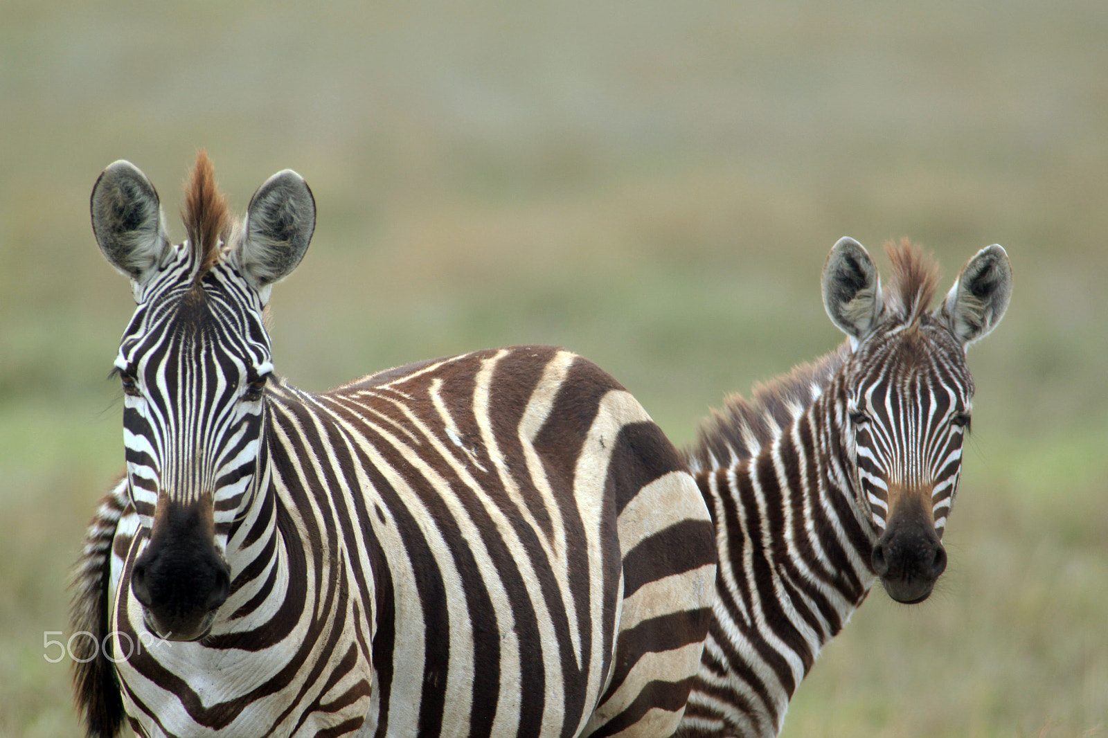 Canon EOS 500D (EOS Rebel T1i / EOS Kiss X3) + Canon EF 300mm f/2.8L sample photo. Zebra photography