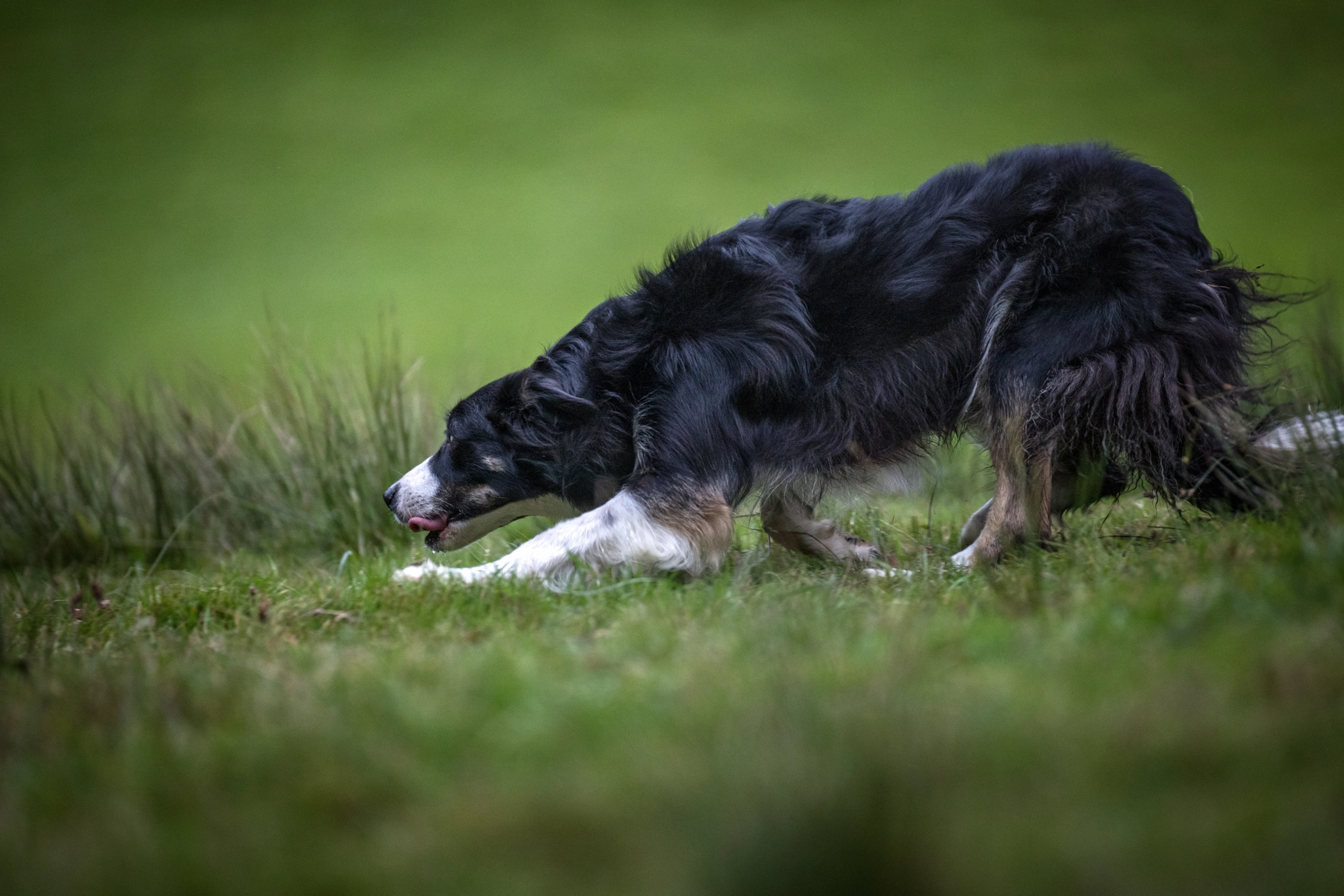 Canon EOS 5D Mark IV + Canon EF 200mm F2.8L II USM sample photo. Working sheepdog amber photography
