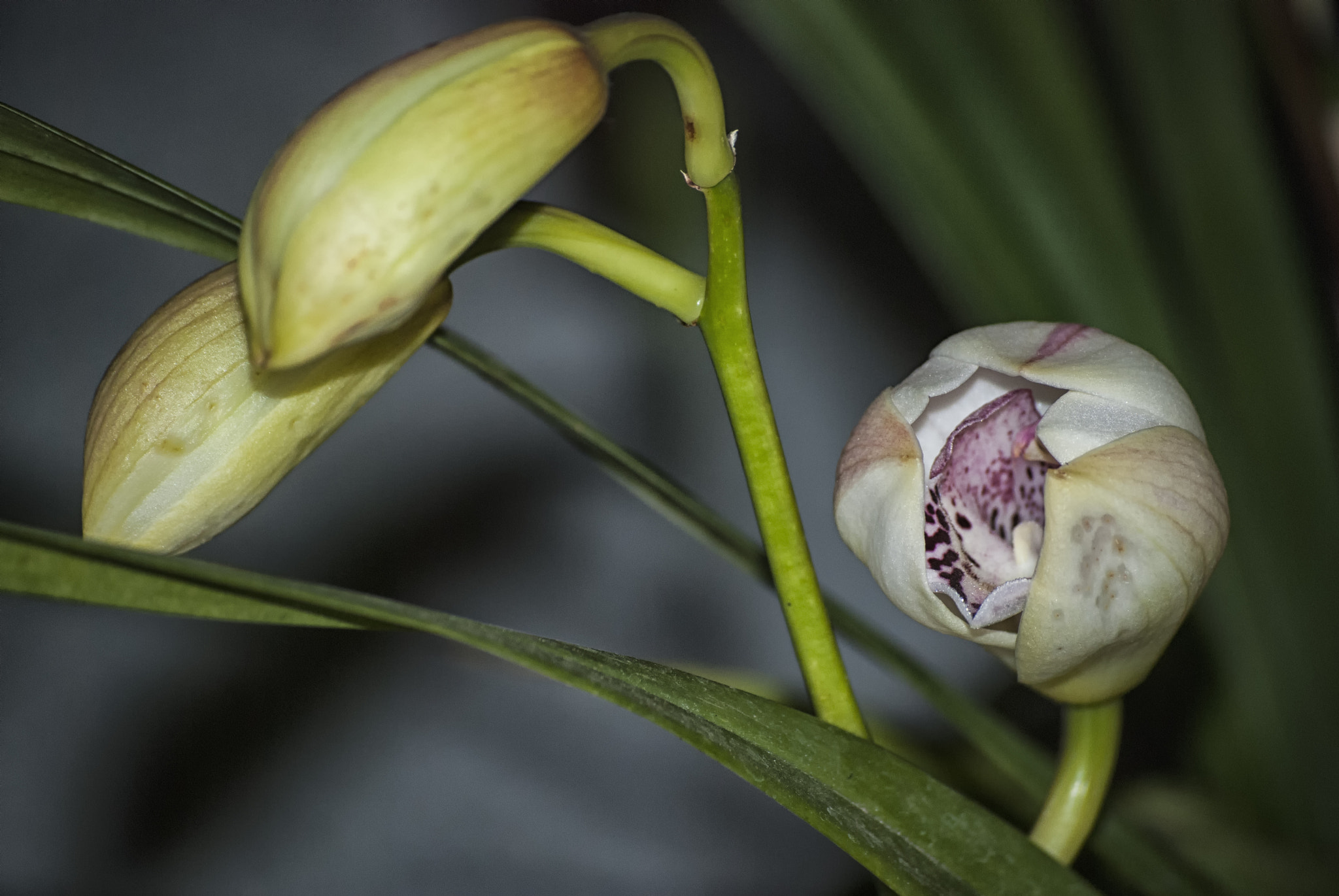 Nikon D80 sample photo. Orchid photography