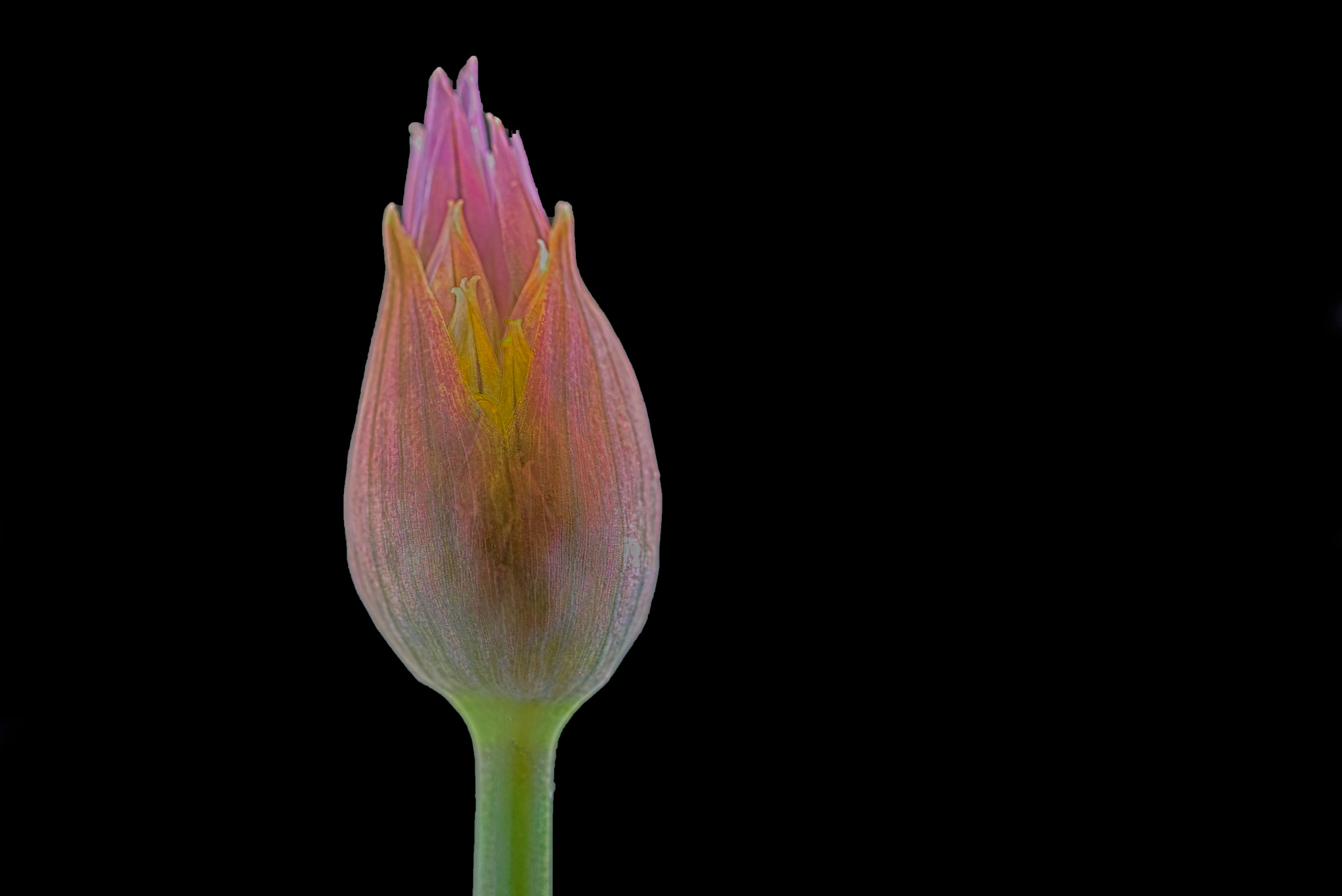 Tokina AT-X Pro 100mm F2.8 Macro sample photo. To be an union photography
