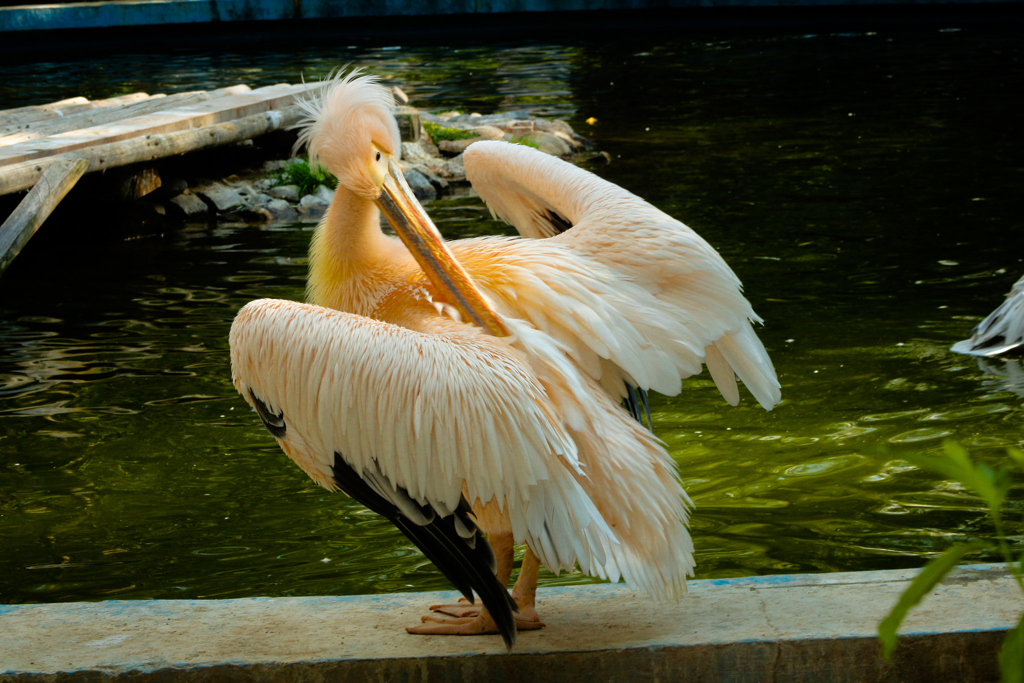 Canon EF 75-300mm f/4-5.6 USM sample photo. Pelican photography