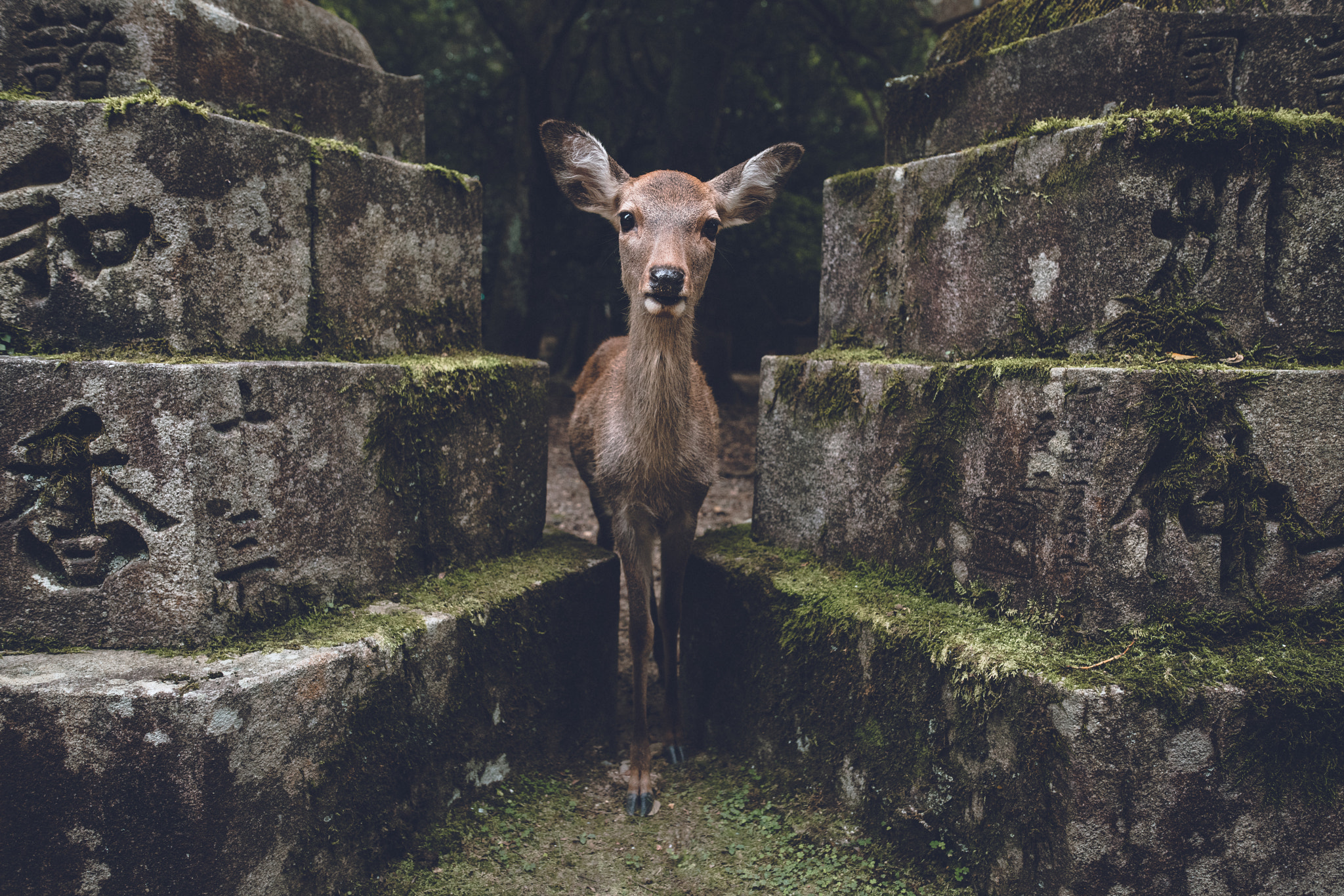 Sony a7R II + Sigma 24mm F1.4 DG HSM Art sample photo. Not pictured, the deer trying to eat my camera photography