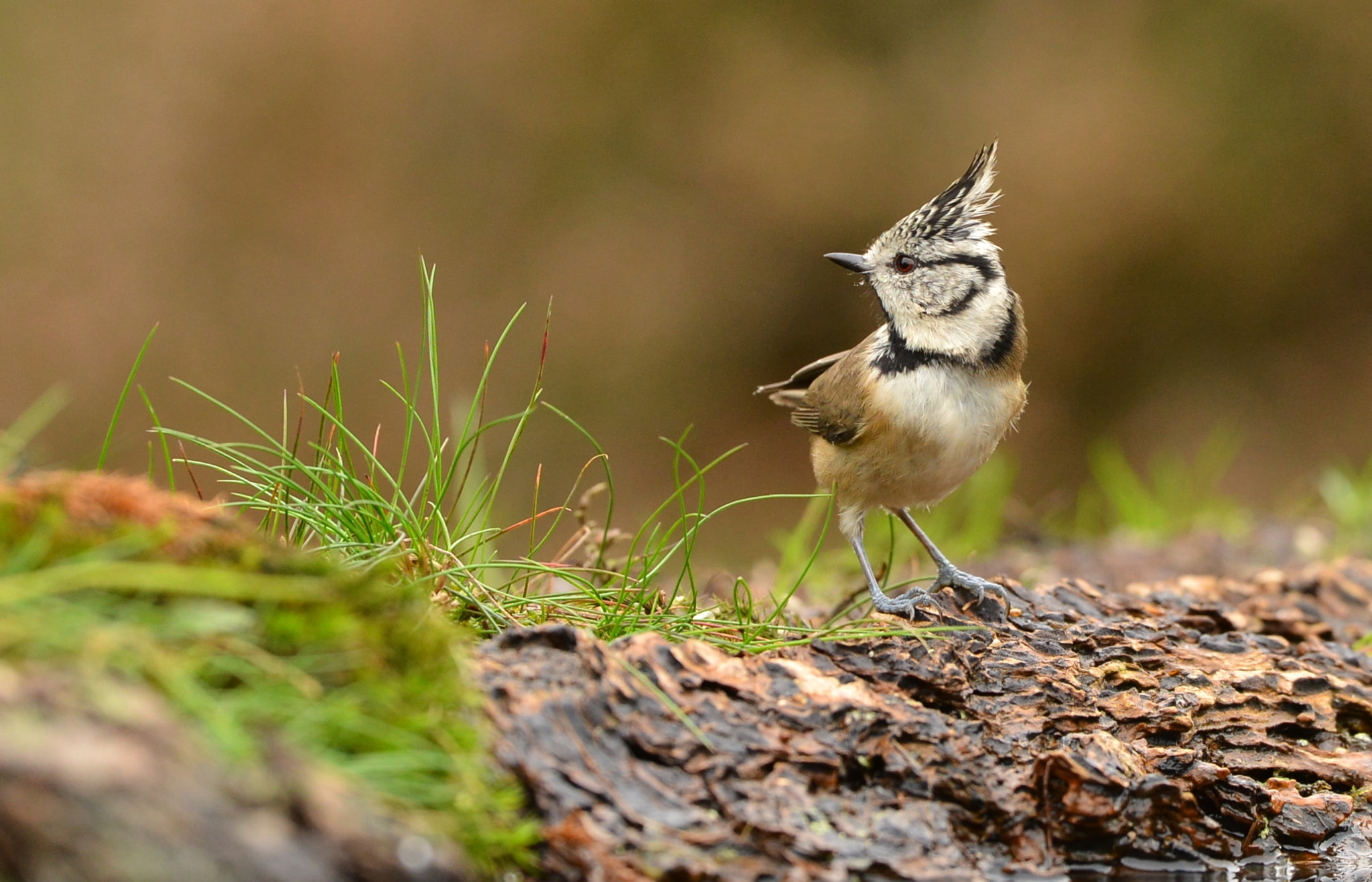 Nikon D600 + Nikon AF-S Nikkor 500mm F4G ED VR sample photo. Kuifmees photography