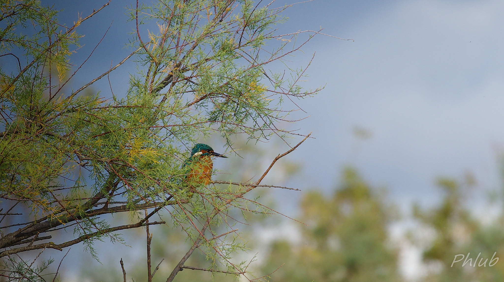 Pentax smc DA* 300mm F4.0 ED (IF) SDM sample photo. Discret martin photography