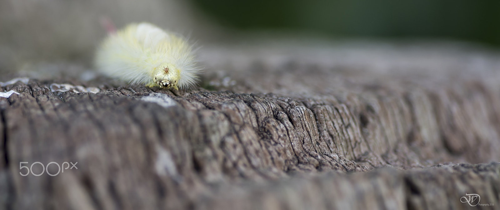 Tokina AT-X Pro 100mm F2.8 Macro sample photo. Freee ride photography