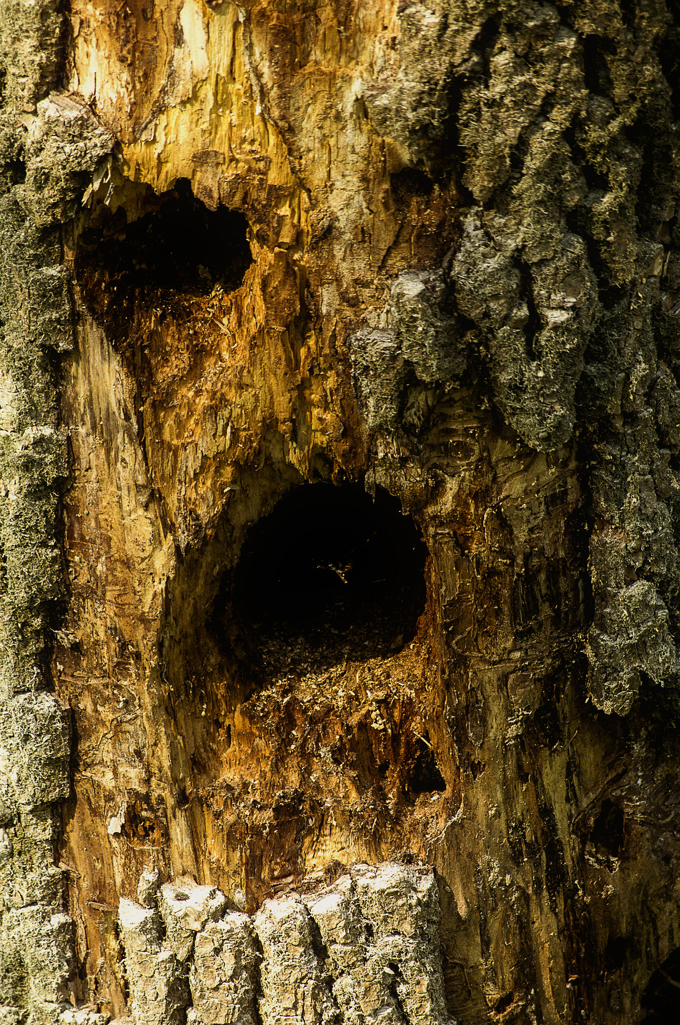 Pentax smc DA 50-200mm F4-5.6 ED WR sample photo. Wood joe photography