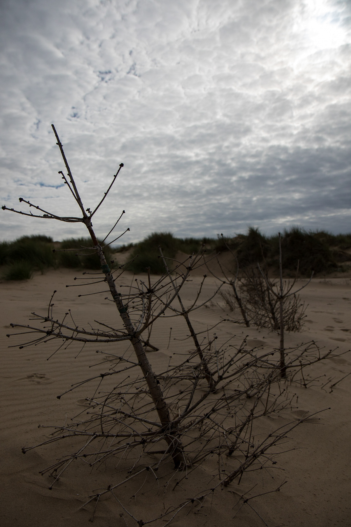 Canon EOS 7D Mark II sample photo. Buried in the sand photography