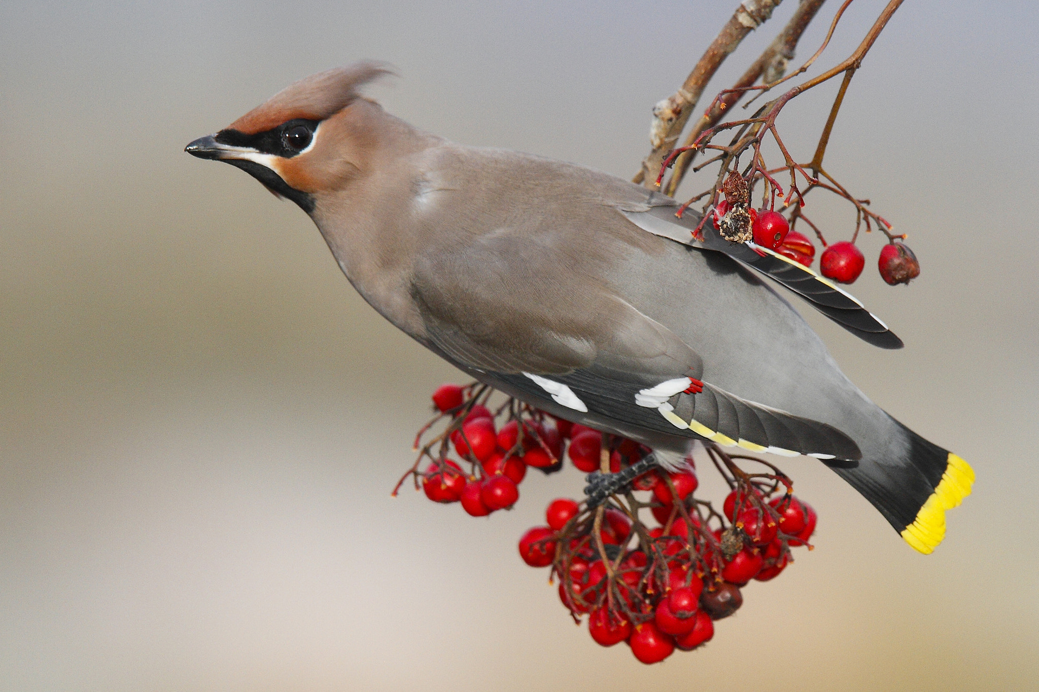 Canon EF 300mm F2.8L IS USM sample photo. Bohemian waxwing (bombycilla garrulus) photography