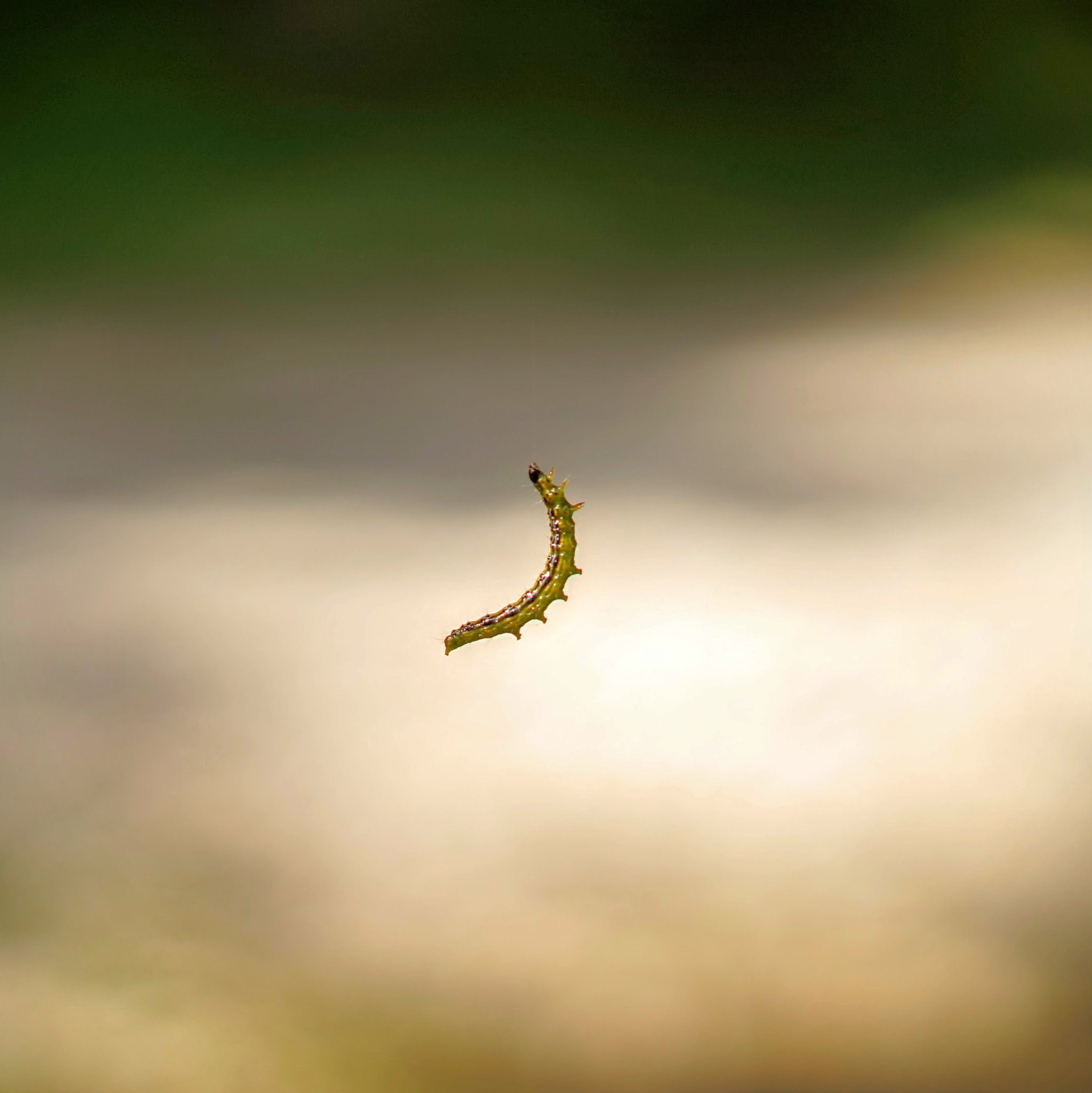 Sony a7 + Sony Sonnar T* FE 55mm F1.8 ZA sample photo. Chenille photography