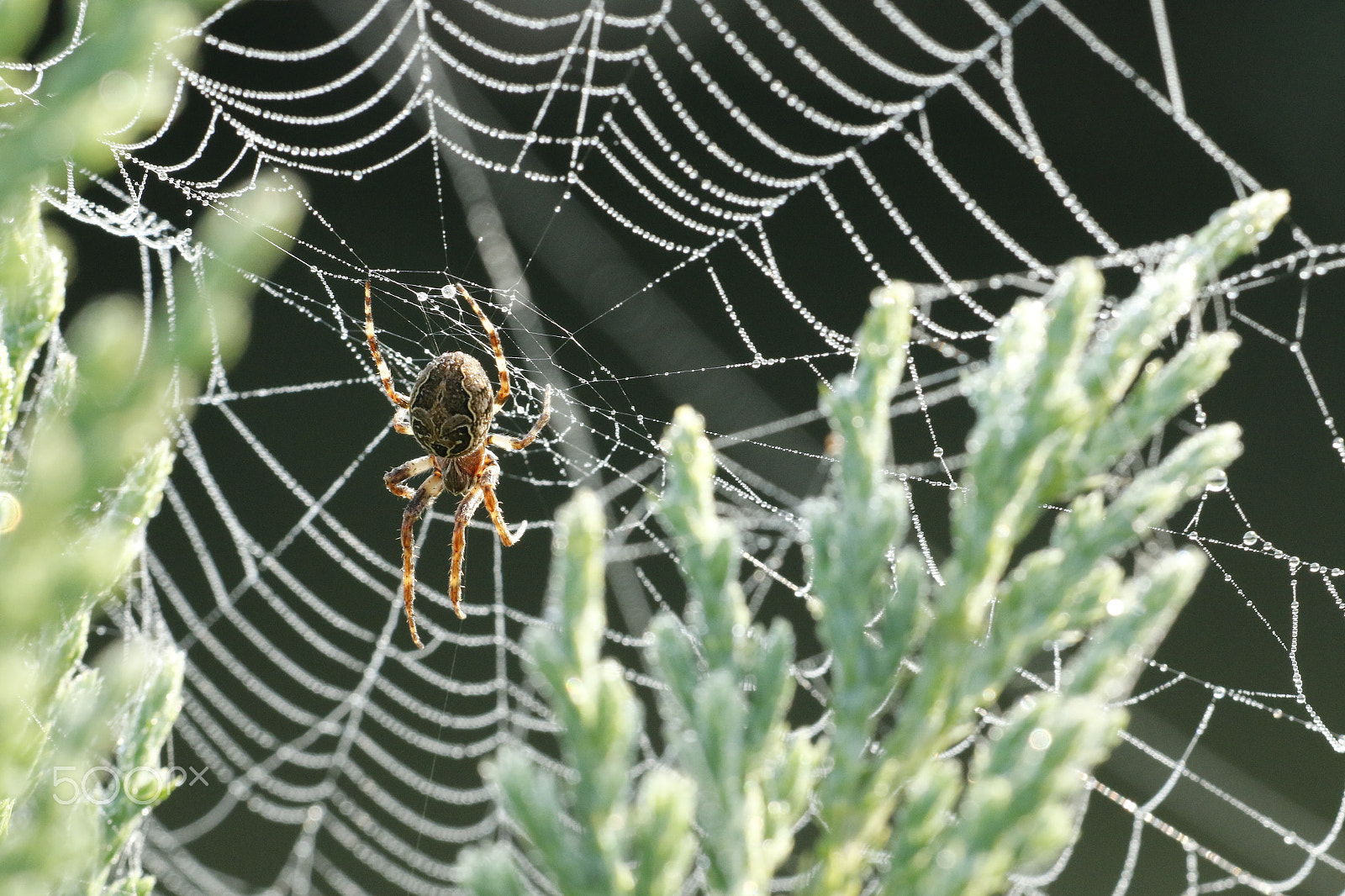 Sigma APO Macro 180mm F2.8 EX DG OS HSM sample photo. European garden spider photography