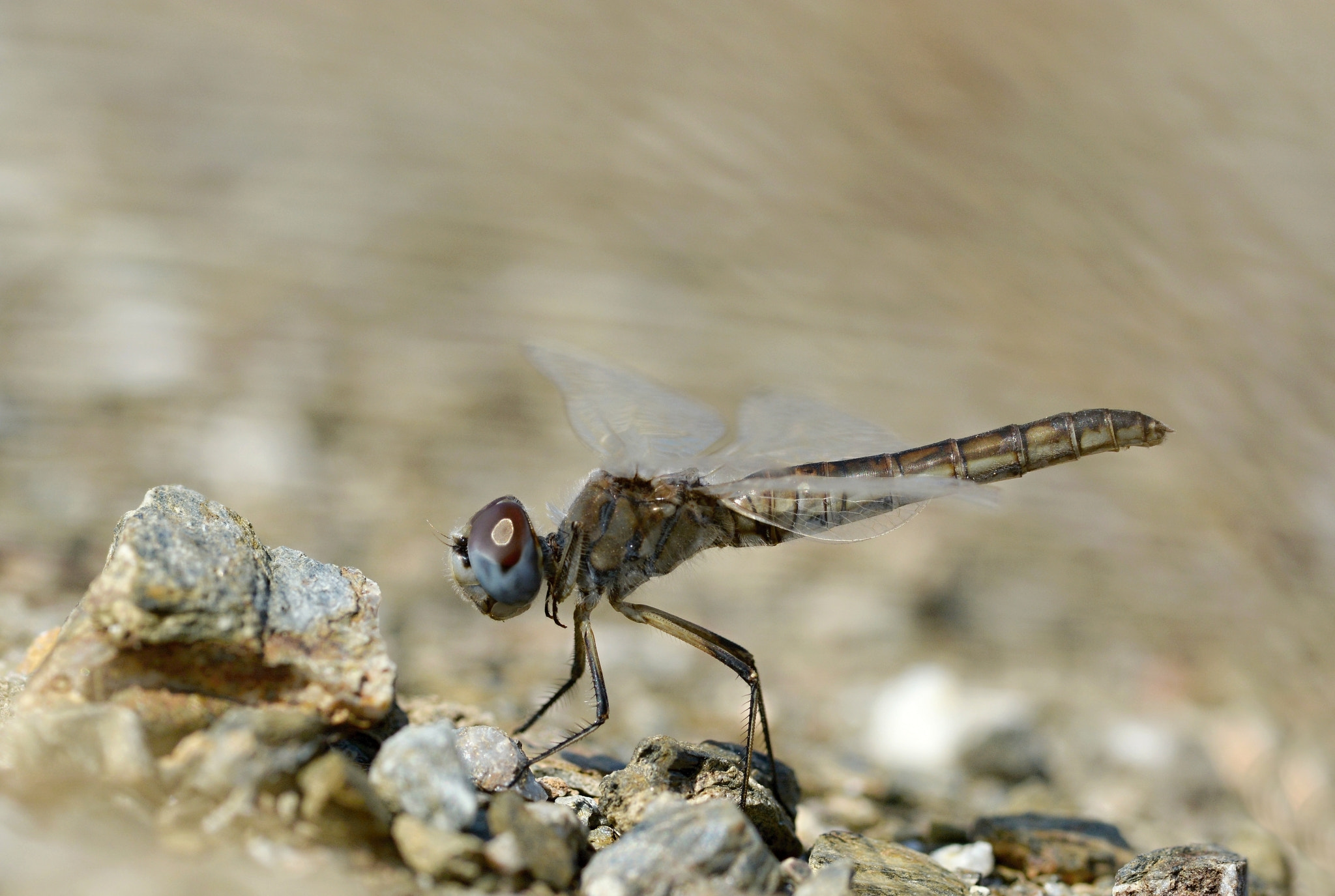 Nikon D7100 + Sigma 105mm F2.8 EX DG Macro sample photo. Black pennant photography