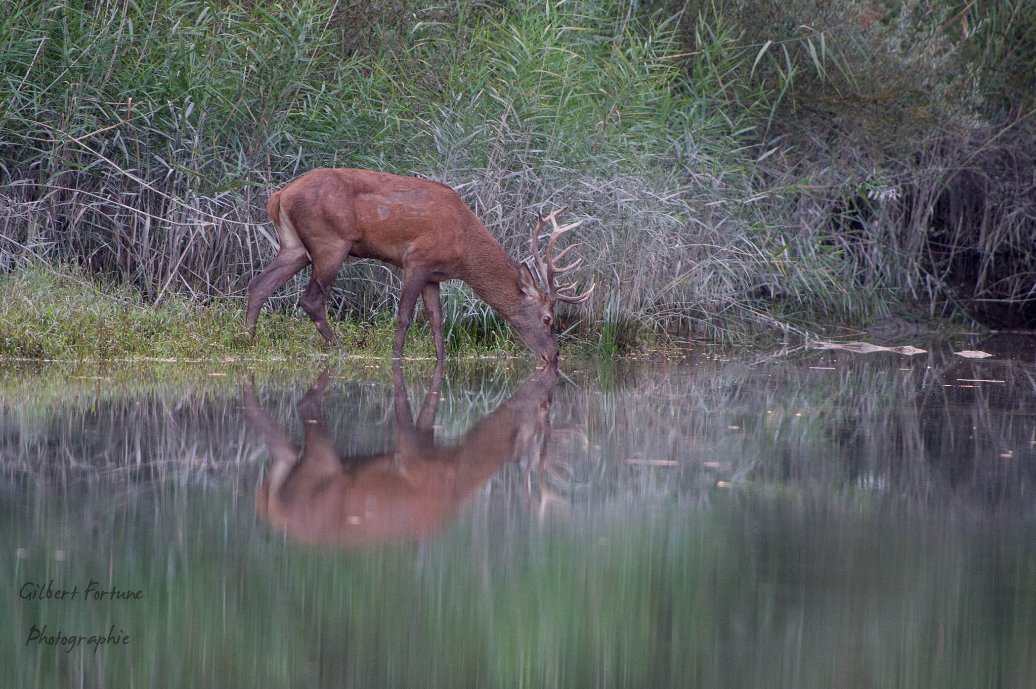 Nikon AF-S Nikkor 300mm F2.8G ED VR II sample photo. Reflection photography