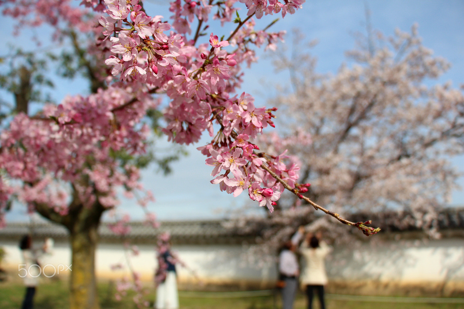 Canon EOS 650D (EOS Rebel T4i / EOS Kiss X6i) sample photo. Spring festival japan photography