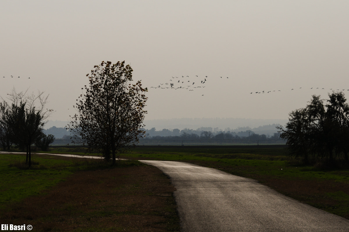 Nikon D300S sample photo. Migration photography