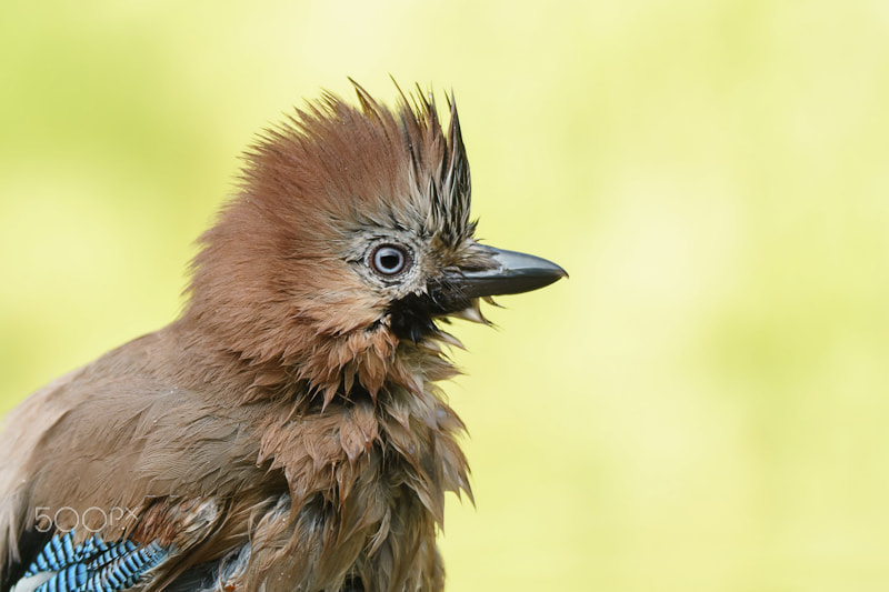 Sony ILCA-77M2 + Tamron SP 150-600mm F5-6.3 Di VC USD sample photo. Eurasian jay photography