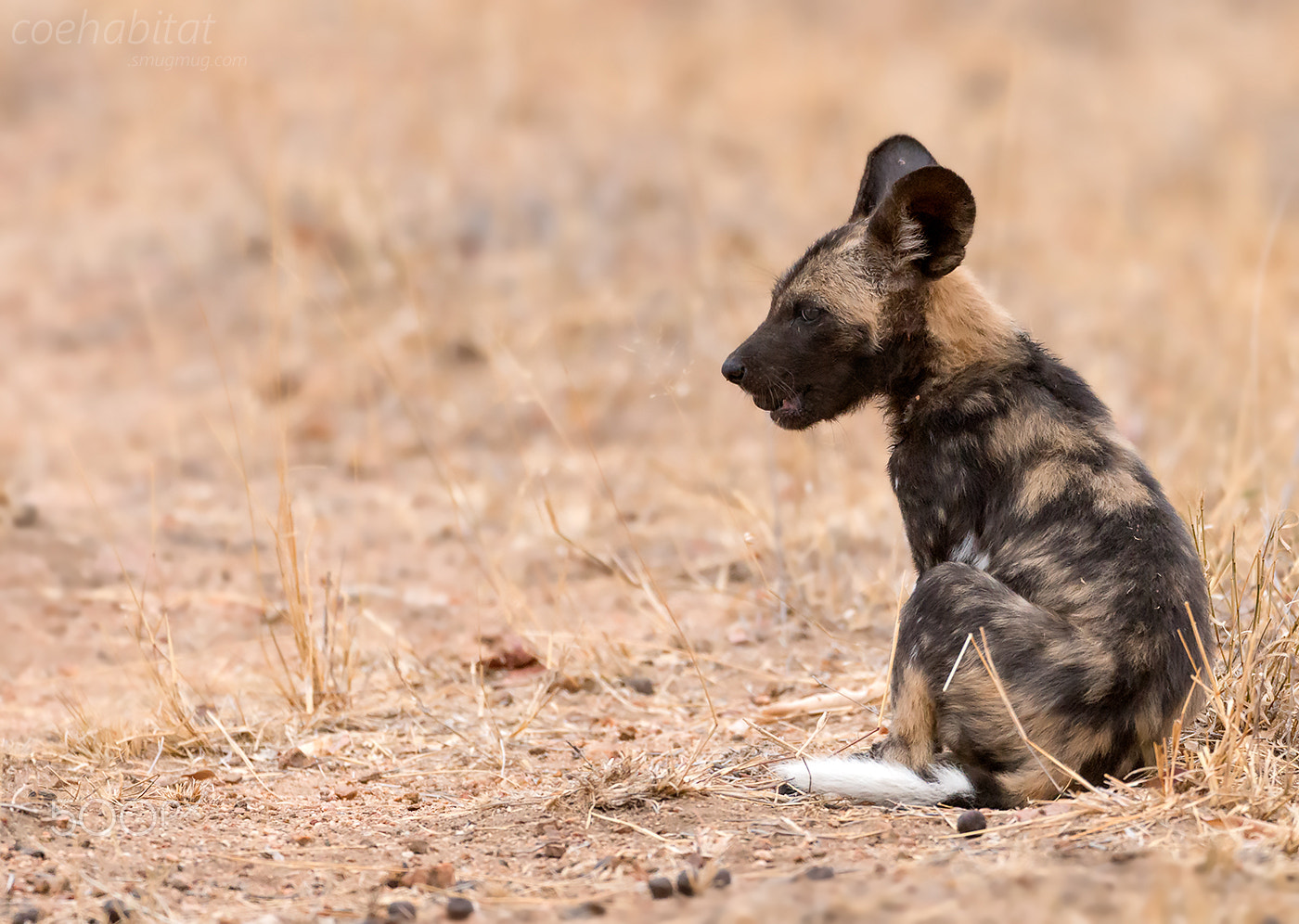Nikon AF-S Nikkor 200-400mm F4G ED-IF VR sample photo. 'just chewing on poo' photography