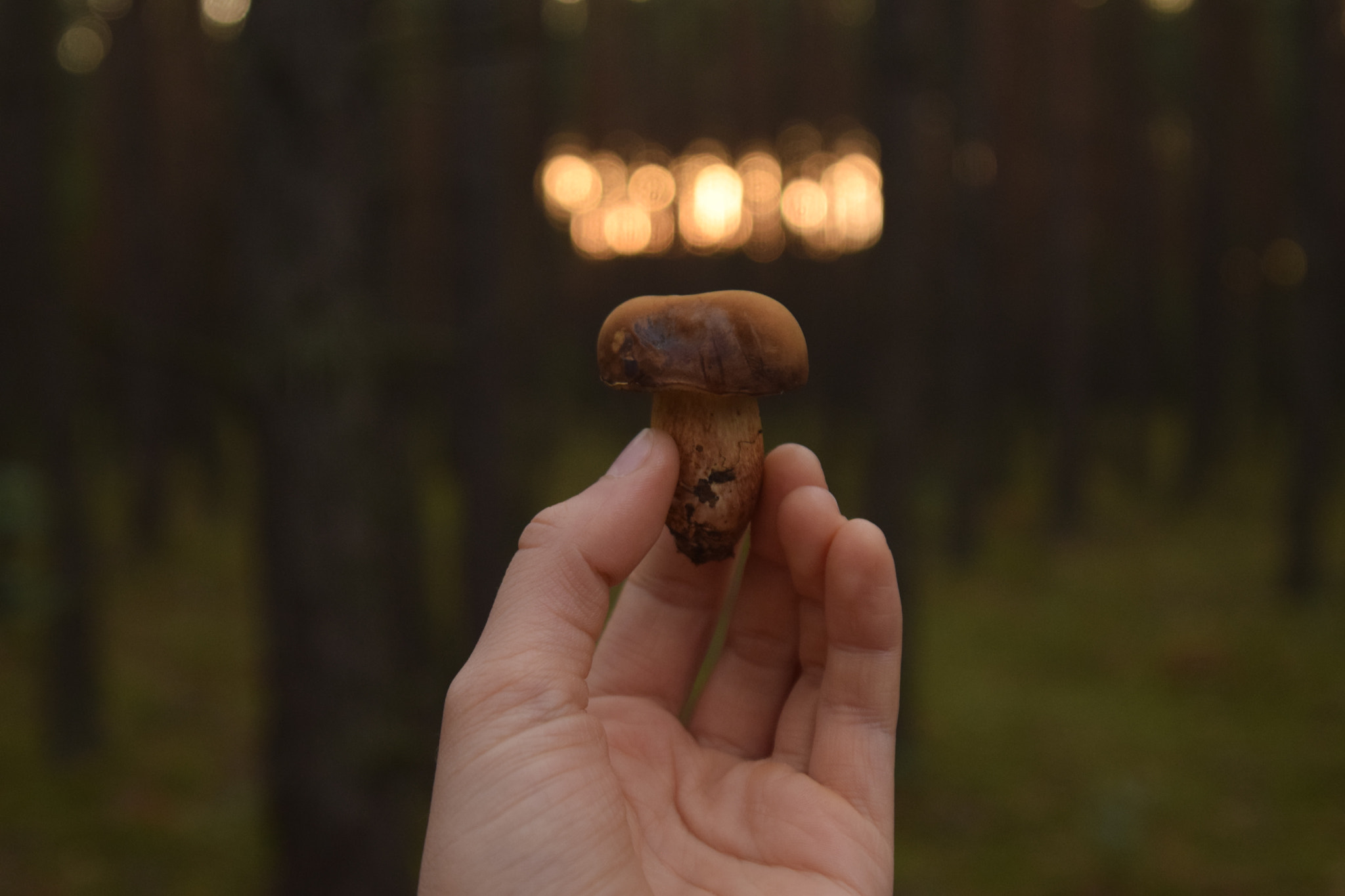 Nikon D3300 + Sigma 17-35mm F2.8-4 EX DG  Aspherical HSM sample photo. Mushroom in the forest photography