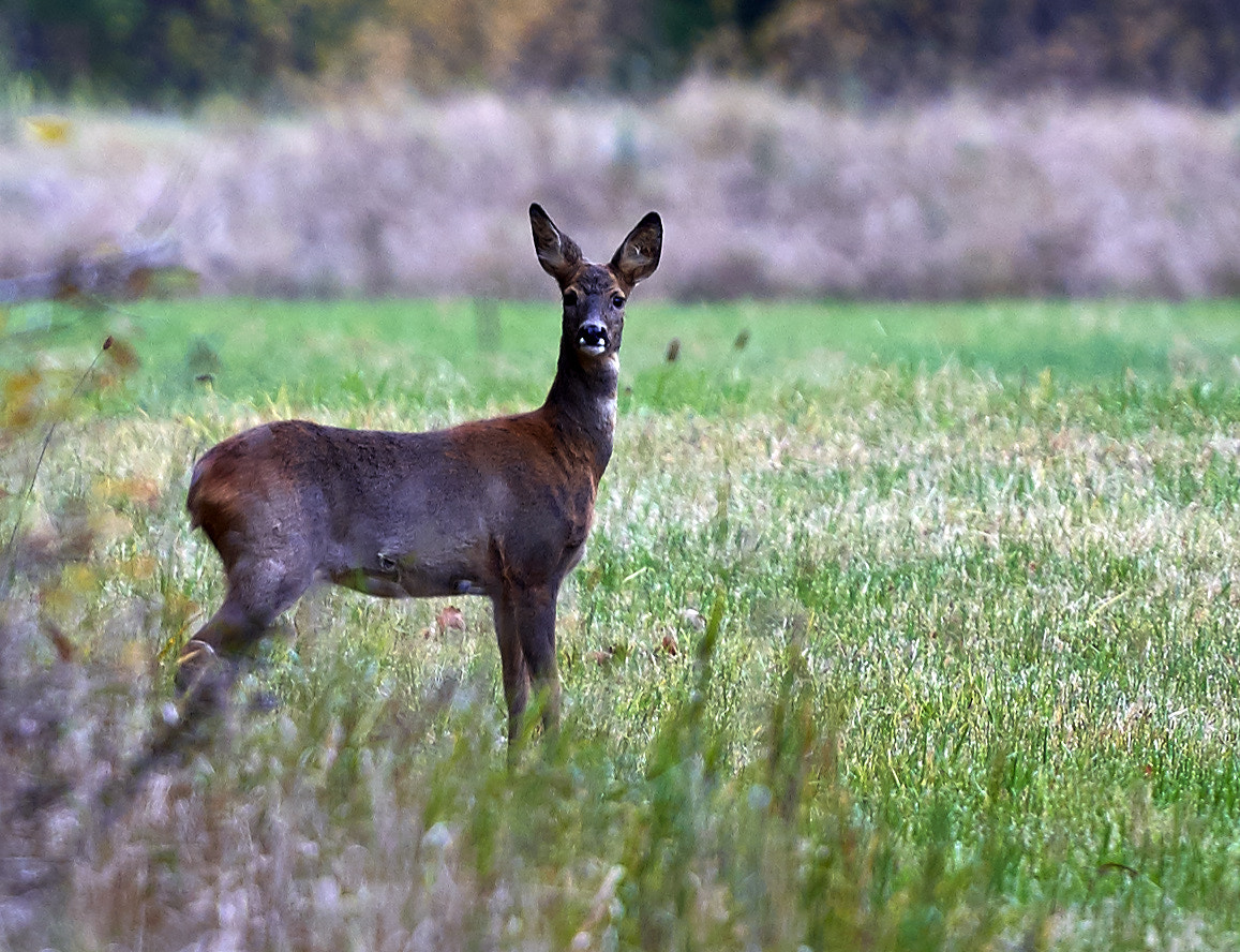 Nikon D500 sample photo. I caught a roe deer photography