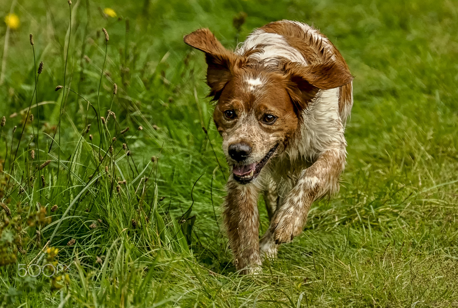 Nikon D5000 sample photo. Running dog photography