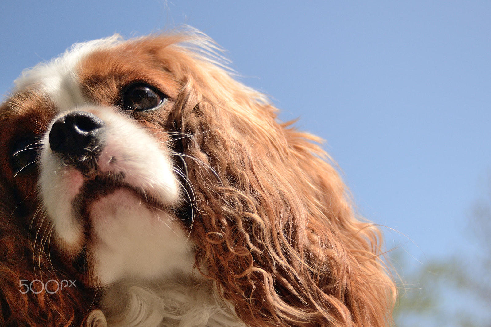 Nikon D3100 + AF Zoom-Nikkor 28-80mm f/3.5-5.6D sample photo. Agent at the field photography