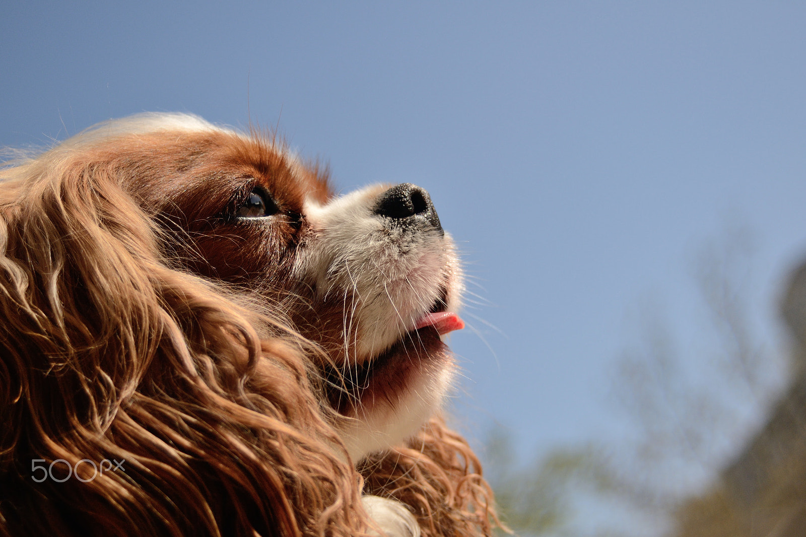 AF Zoom-Nikkor 28-80mm f/3.5-5.6D sample photo. Agent at the field photography