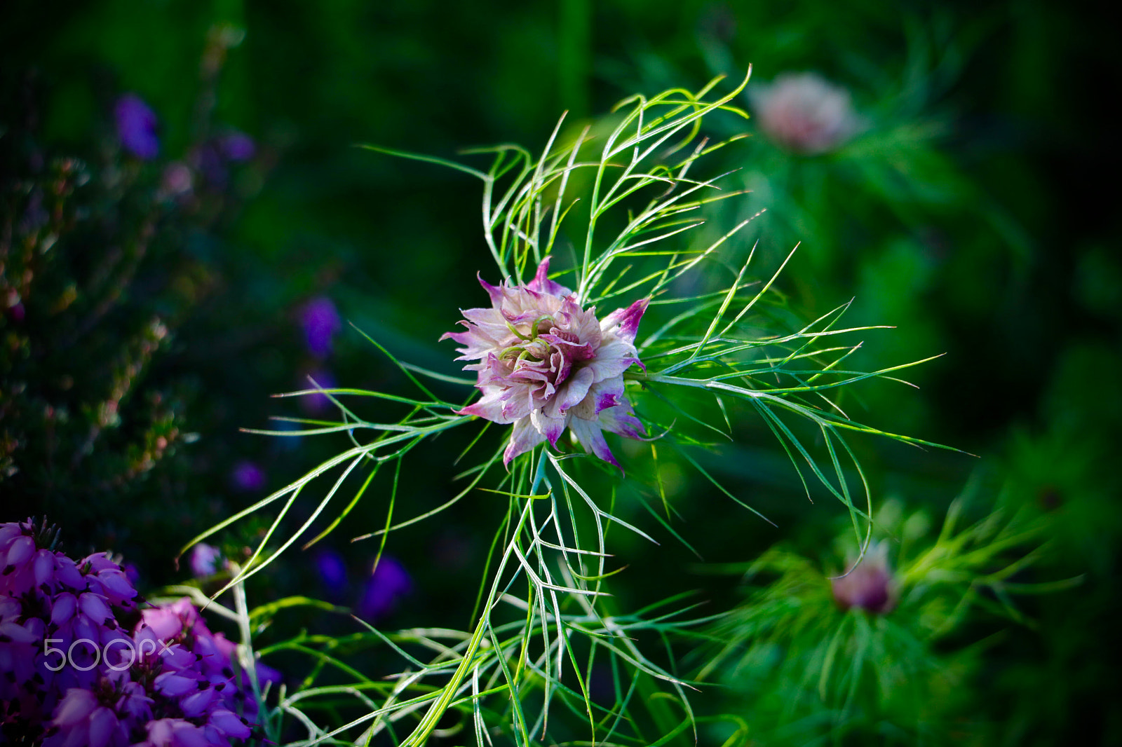 Canon EOS 760D (EOS Rebel T6s / EOS 8000D) + Canon EF-S 18-135mm F3.5-5.6 IS STM sample photo. Flower, tête d'or lyon, france photography