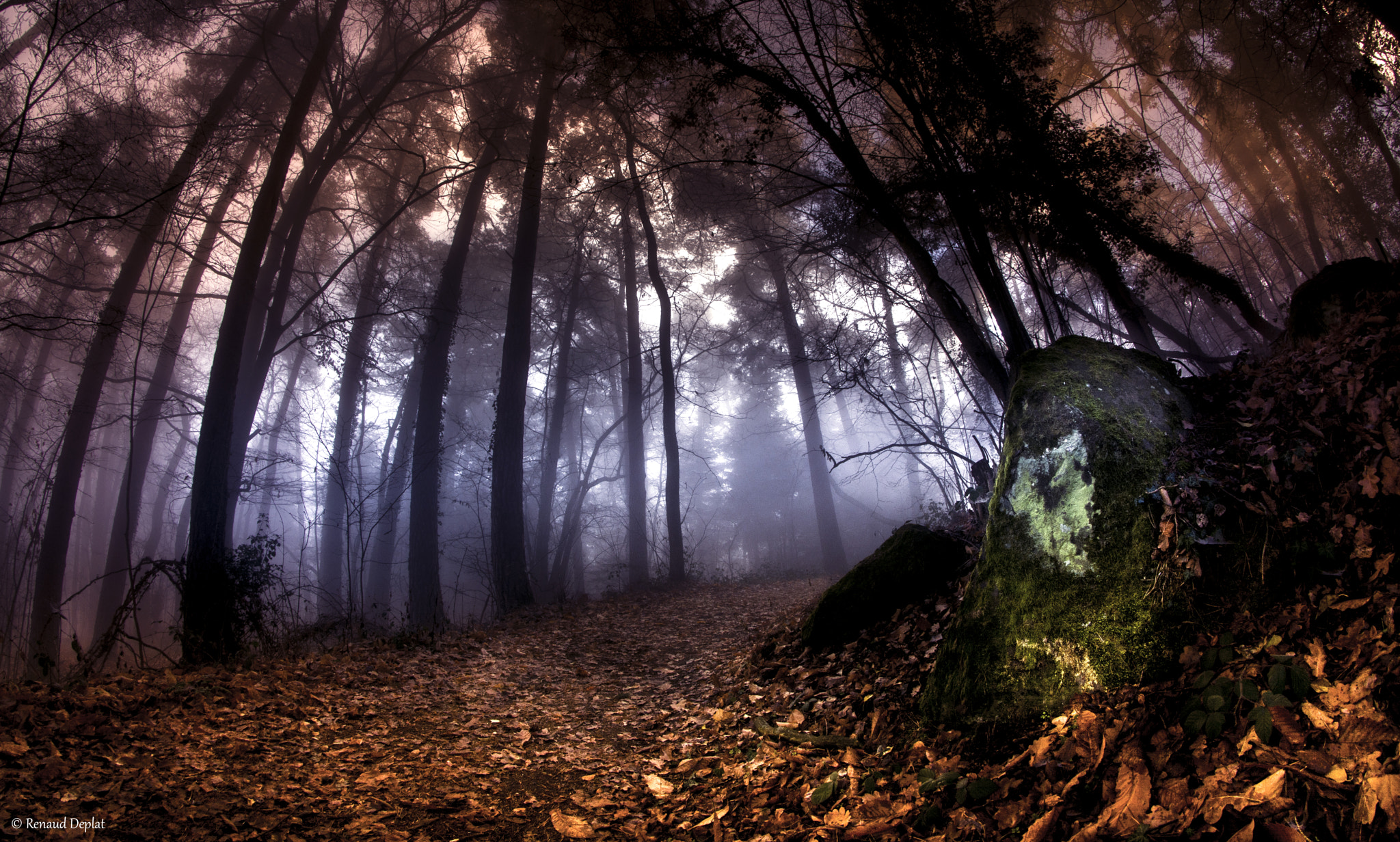 Samyang 8mm F3.5 Aspherical IF MC Fisheye sample photo. La forêt. photography
