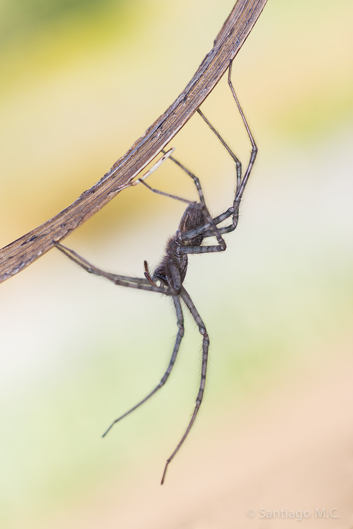 Sony SLT-A77 + Sony 100mm F2.8 Macro sample photo. Tegenaria domestica photography