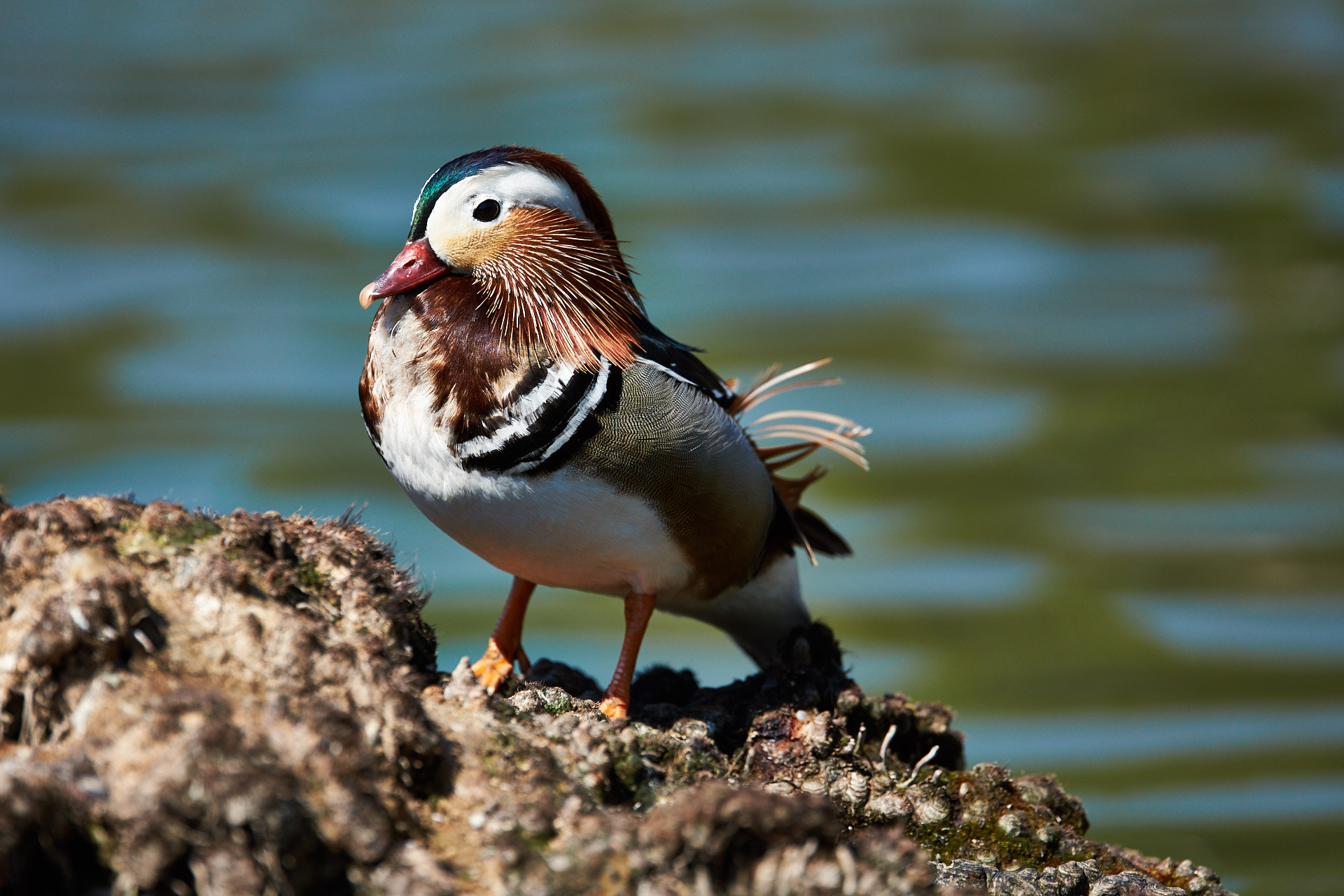 Sony SLT-A77 + Tamron SP 70-200mm F2.8 Di VC USD sample photo. Duck photography