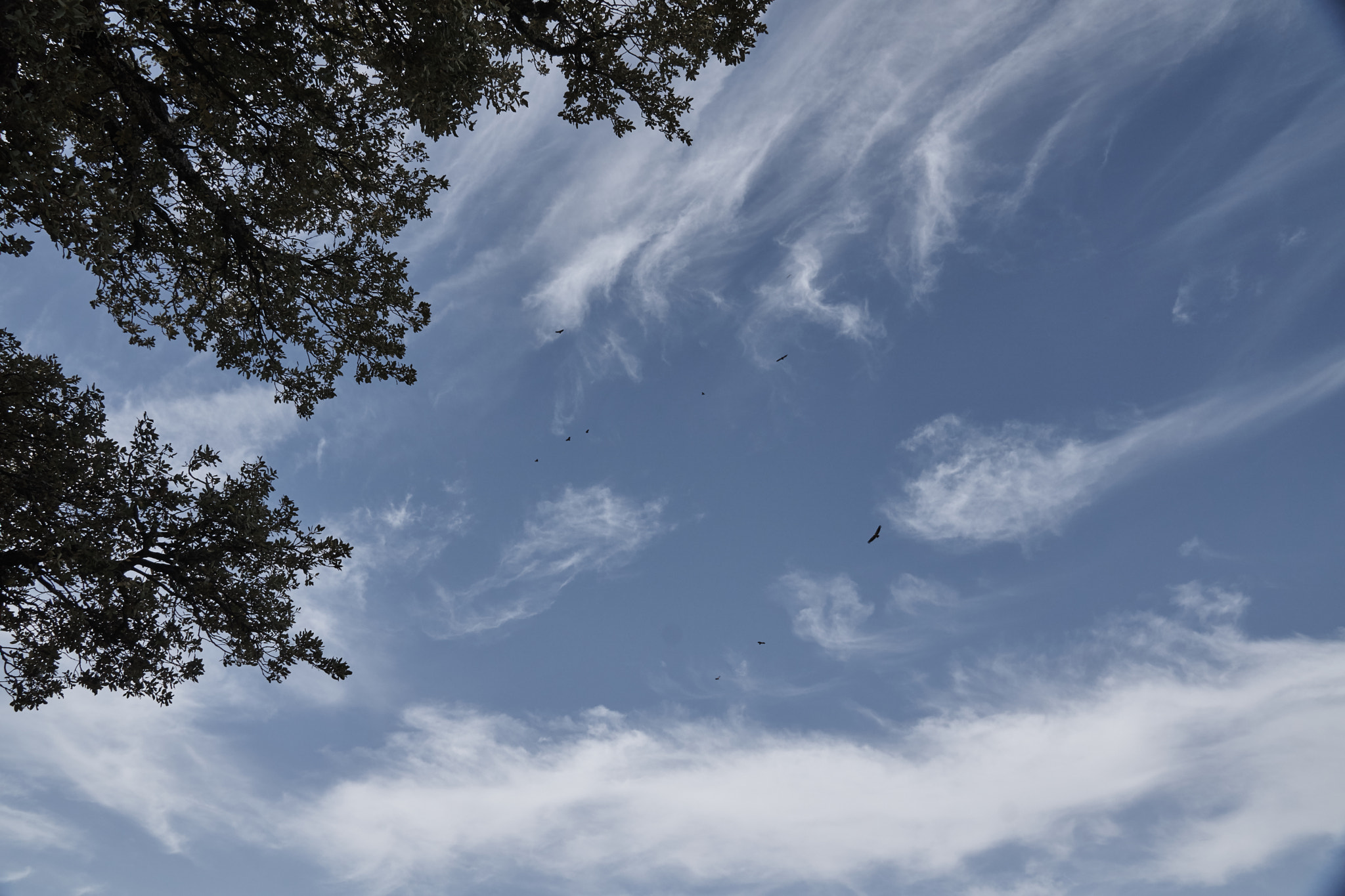 Sony DT 16-105mm F3.5-5.6 sample photo. Vultures and clouds photography