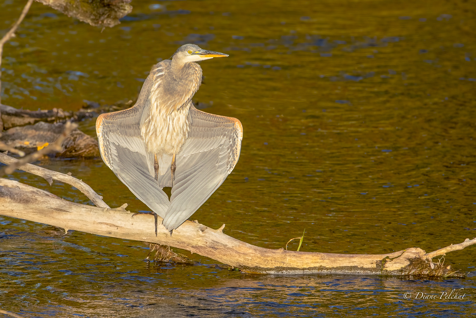 Canon EF 300mm F2.8L IS II USM sample photo. Drying in the sunset photography