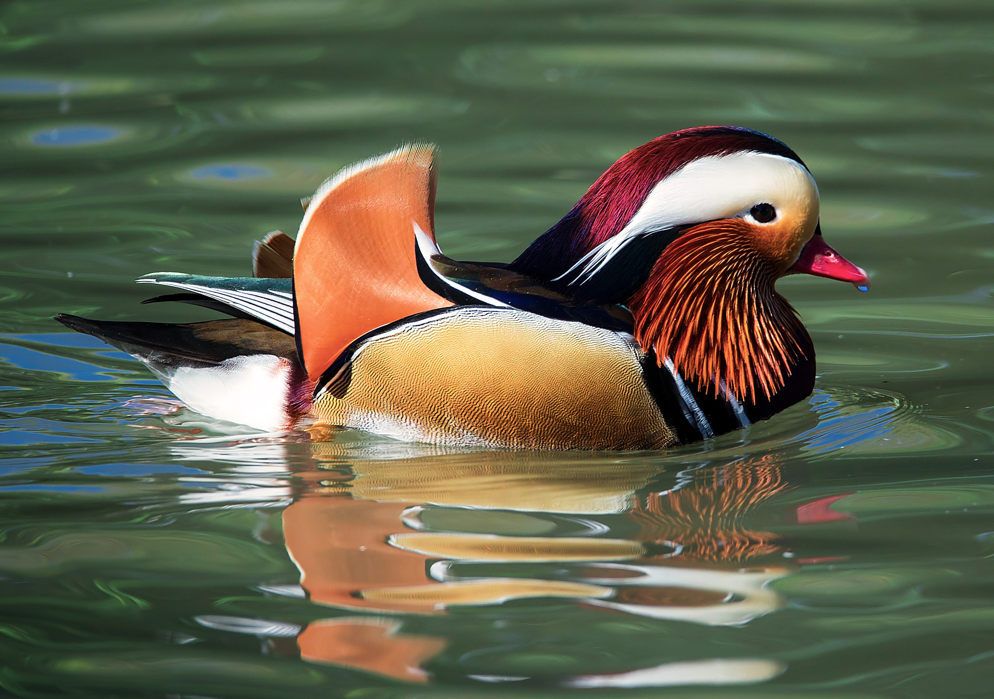 150-600mm F5-6.3 DG OS HSM | Sports 014 sample photo. Mandarina duck! photography