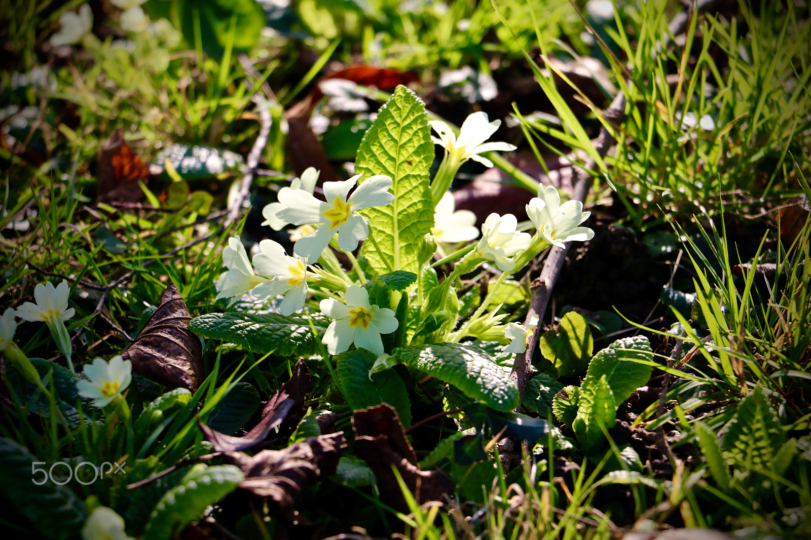 Canon EOS 760D (EOS Rebel T6s / EOS 8000D) sample photo. Parc de la tête d'or lyon, petite fleur. photography