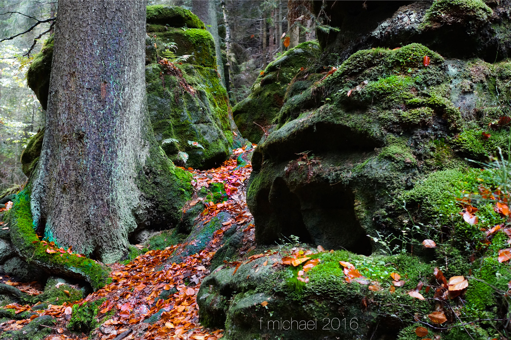 Sony Sonnar T* E 24mm F1.8 ZA sample photo. Fairy tale forest photography