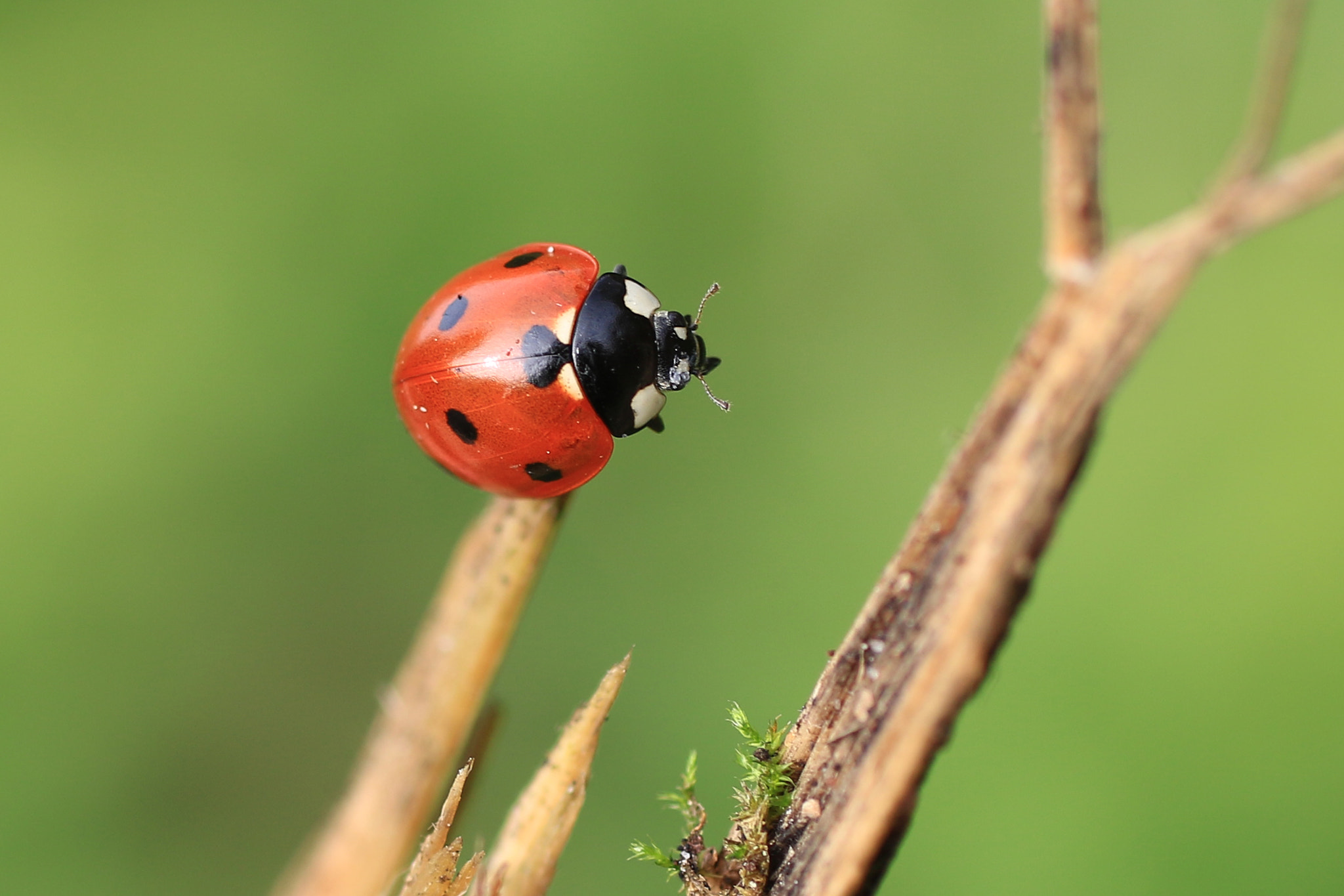 Canon EF 50mm F2.5 Macro sample photo. Marienkäfer photography