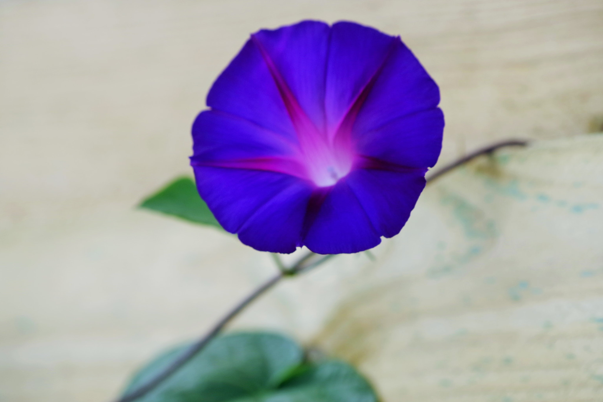 HD Pentax DA 55-300mm F4.0-5.8 ED WR sample photo. Blue sun photography