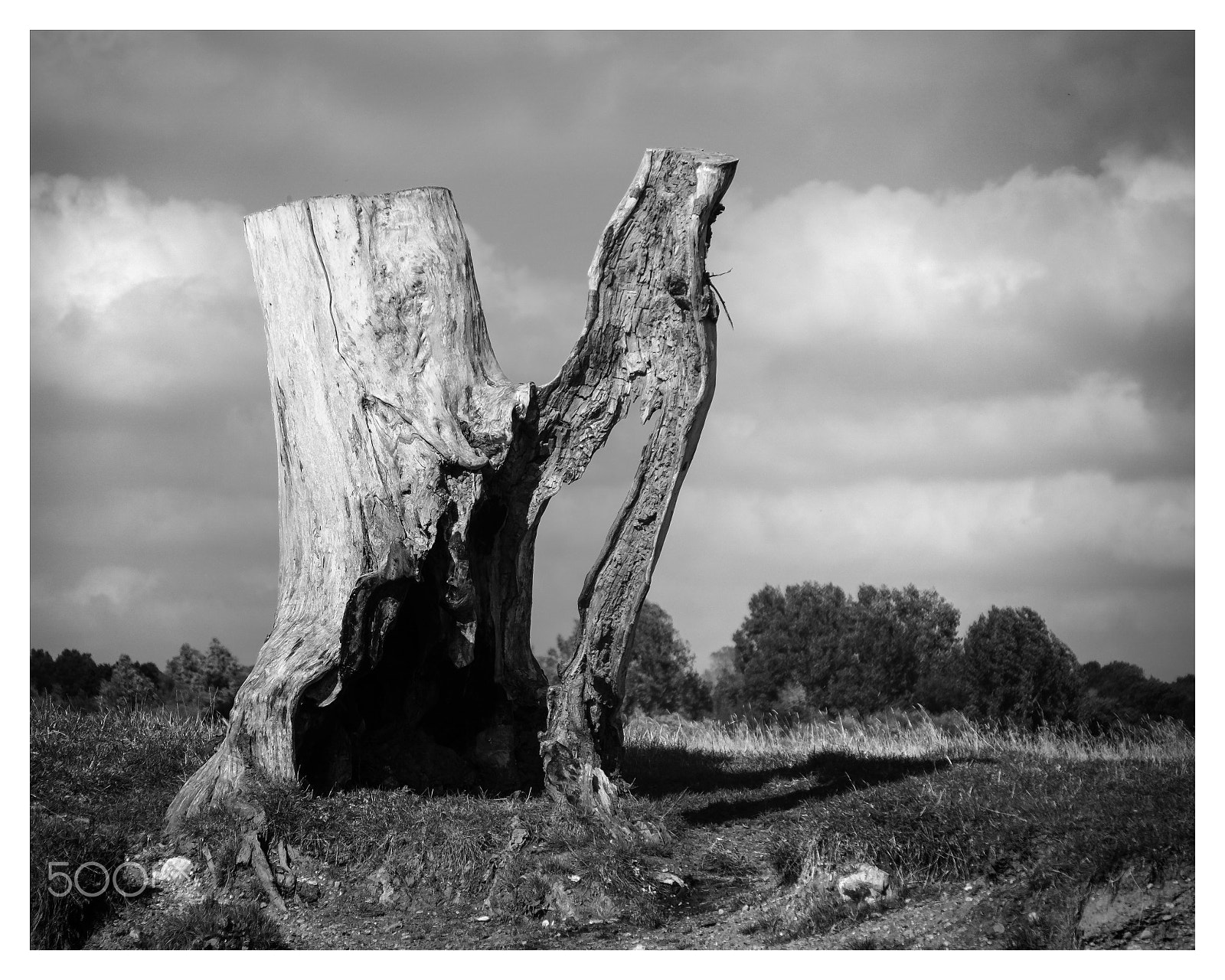 Fujifilm X-Pro2 + Fujifilm XF 18-135mm F3.5-5.6 R LM OIS WR sample photo. Hollow trunk river stour photography