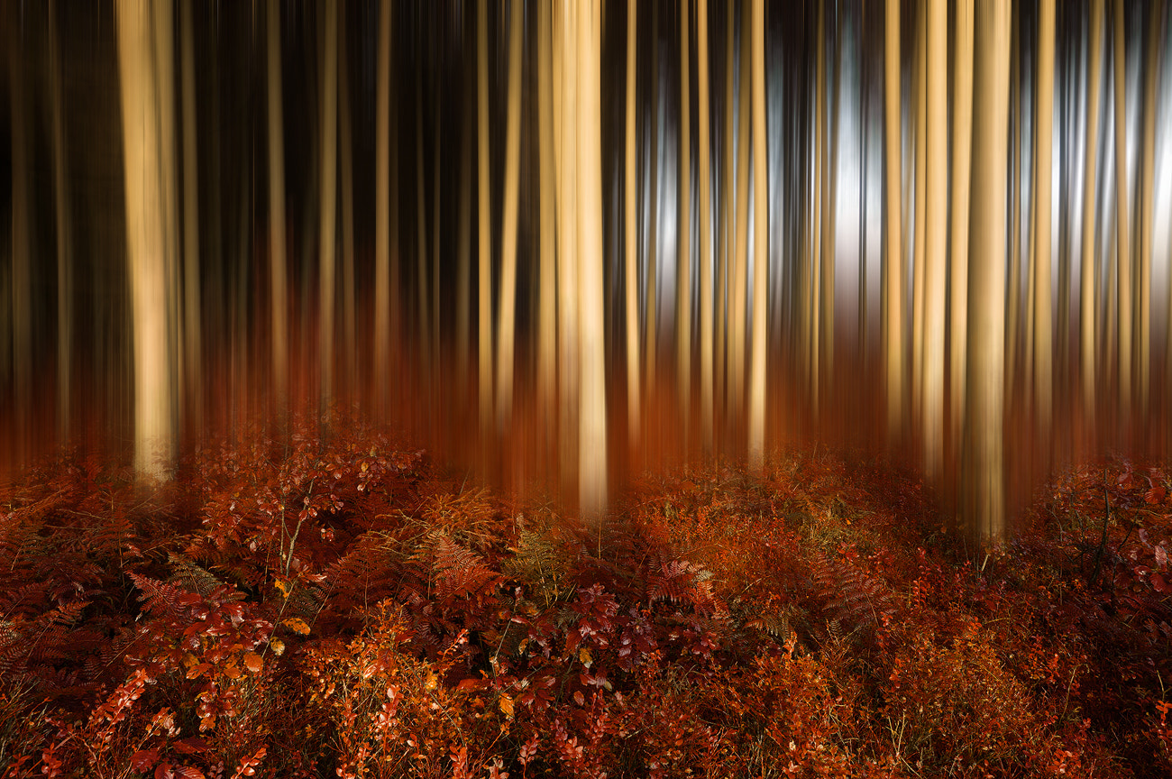 Sony SLT-A57 sample photo. Autumn forest photography