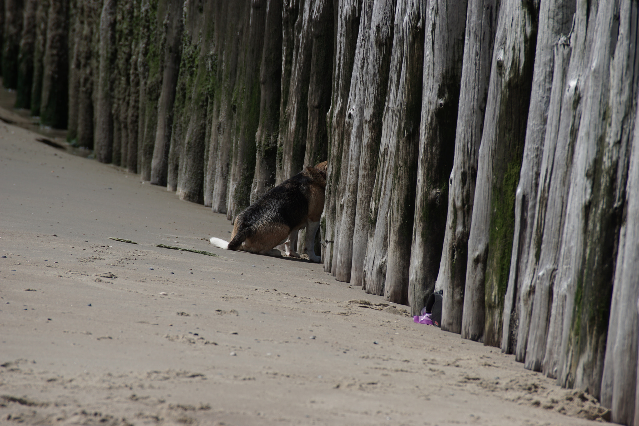 Sony DT 55-300mm F4.5-5.6 SAM sample photo. The other side photography