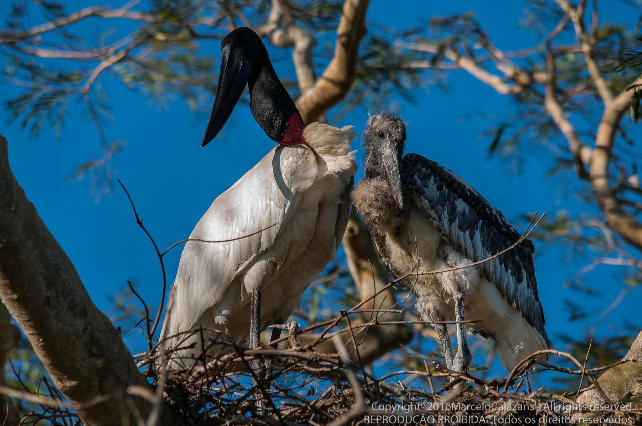 Sigma 150-500mm F5-6.3 DG OS HSM sample photo. Jabiru stork photography