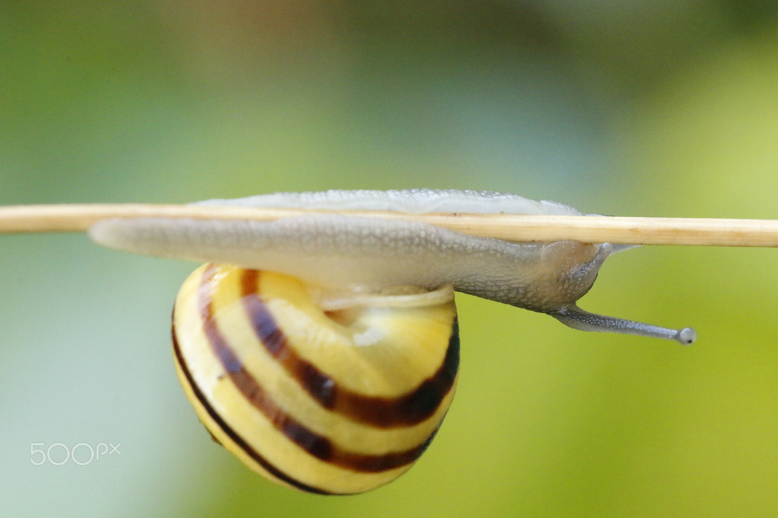 Sigma APO Macro 180mm F2.8 EX DG OS HSM sample photo. Grove snail upside down photography