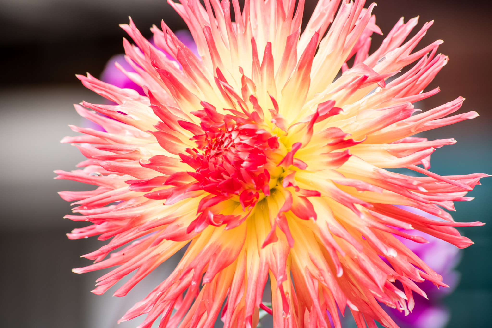 Sigma 70-300mm F4-5.6 APO DG Macro sample photo. Blume photography