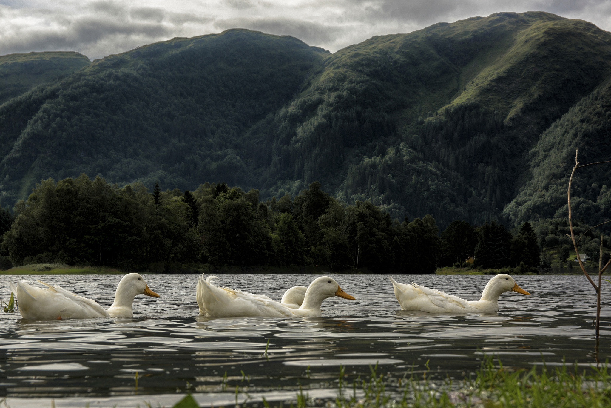 Sony SLT-A65 (SLT-A65V) sample photo. Floating geese photography